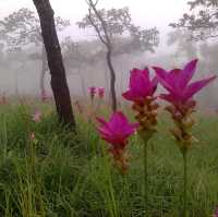  อุทยานแห่งชาติป่าหินงาม