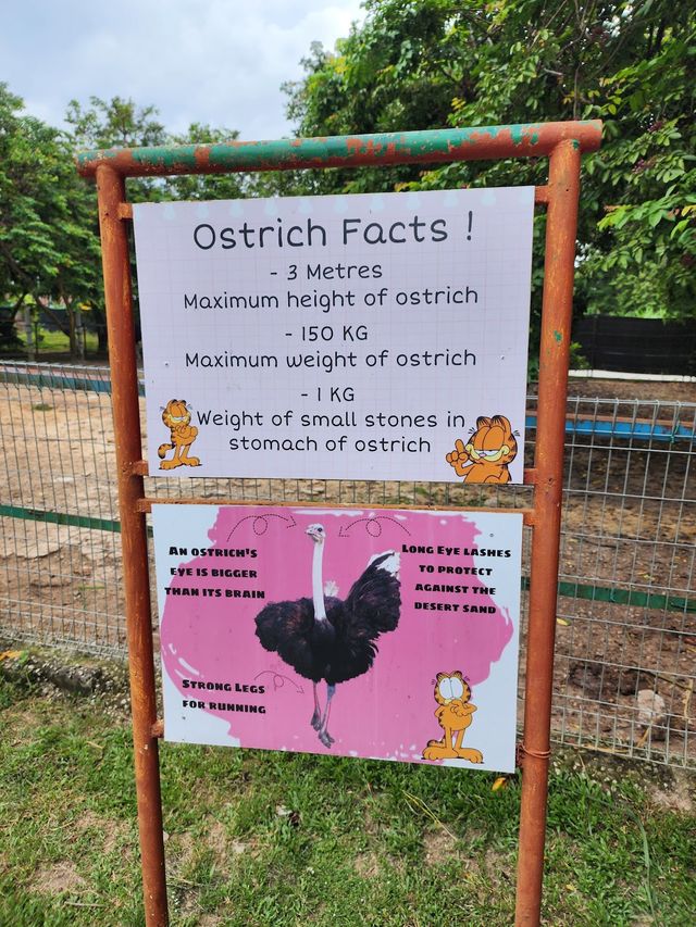Ostrich Show Farm PD ✨
