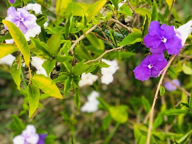 台北｜🌹💐 Taipei Rose Garden 臺北玫瑰園🪴🎋散步賞花花草草