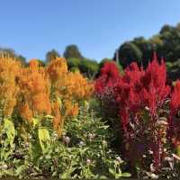 《福岡》四季折々の草花が楽しめるオススメSPOT🌼