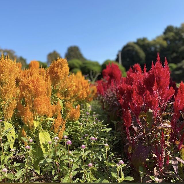 《福岡》四季折々の草花が楽しめるオススメSPOT🌼