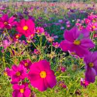 Kochia season and Apple picking 