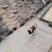 まるでサバンナ？天王寺動物園