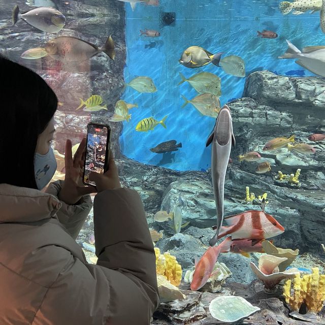 다이빙쇼, 물개쇼, 돌고래쇼 볼거리가 가득한 “아쿠아플라넷” 제주