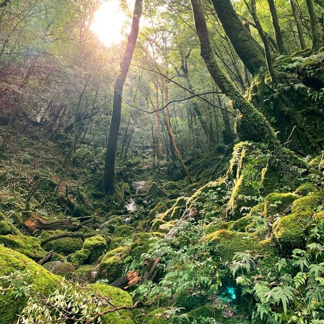もののけ姫の森