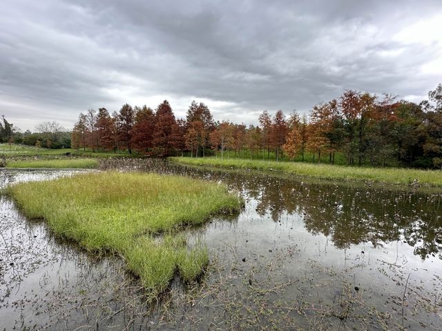 本地遊 | 香港濕地公園 | 季節限定橙紅色落羽松