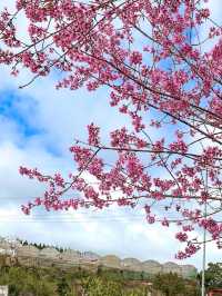 SPRING - Dalat Bunny Hill