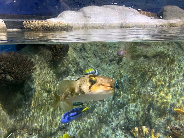 Amazing Animals at Ocean Park Hong Kong! 