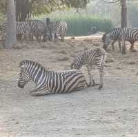 泰國最大野生動物園Safari world