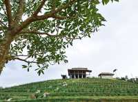 ไร่ชา 1000 mile พัทลุง