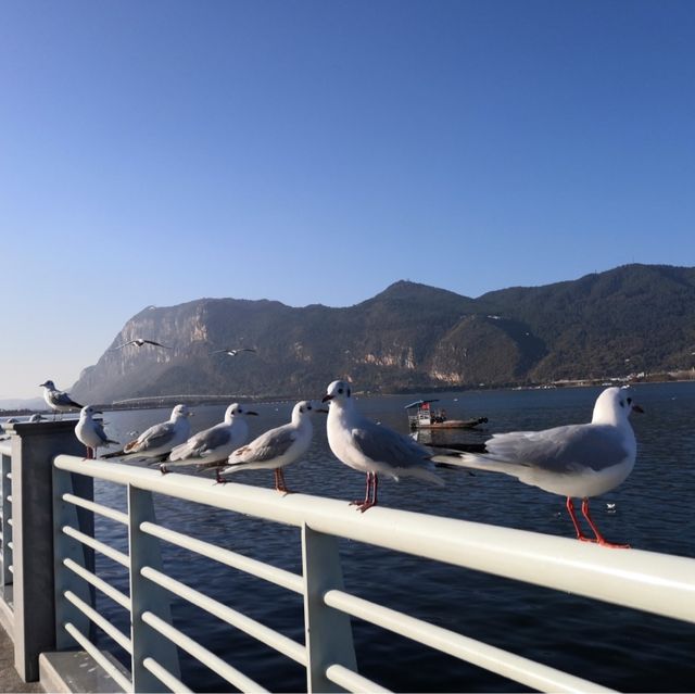 【昆明】船に乗らず湖の岸からカモメに餌をあげられます 【昆明】船に乗らず湖の岸からカモメに餌をあげられます