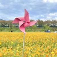 양산 인생샷 명소 황산공원 너무 예뻐 ♥ 꽃 천국!
