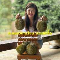 ตะลุยกินทุเรียนหน้าสวน จ. พังงา