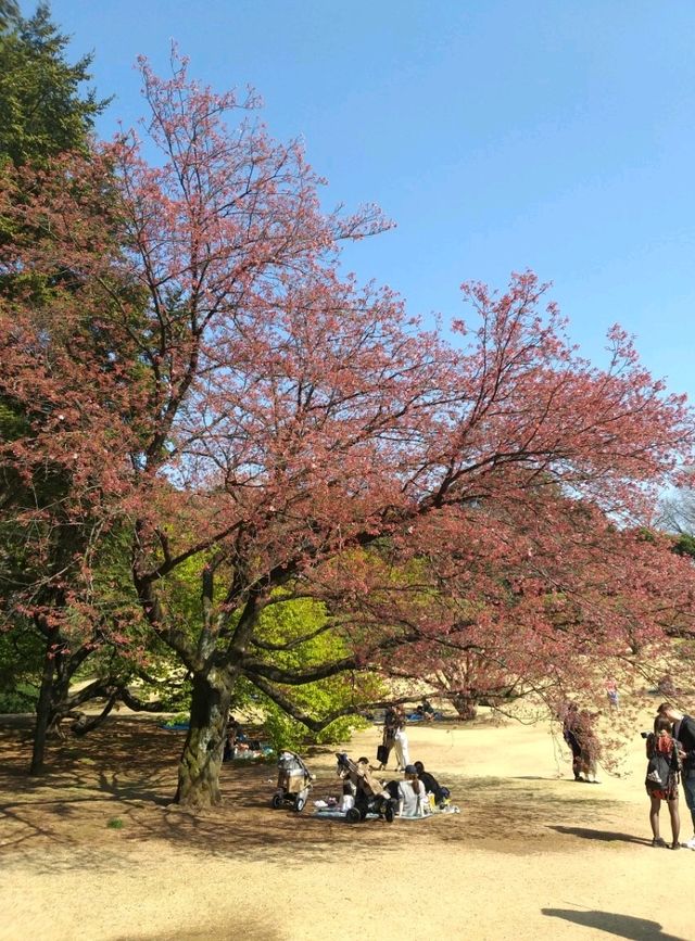 Prettiest Park in Tokyo - Shinjuku Gyoen