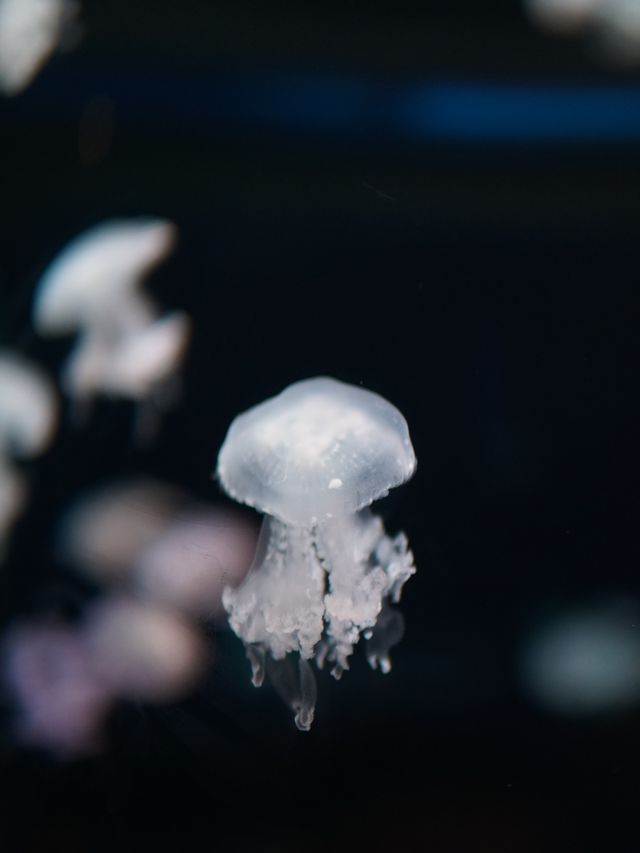 親子週末好去處｜歡樂海岸海洋奇夢館🌊