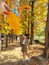 대왕단풍샷 찍고 가을 만끽하기🍁🍂