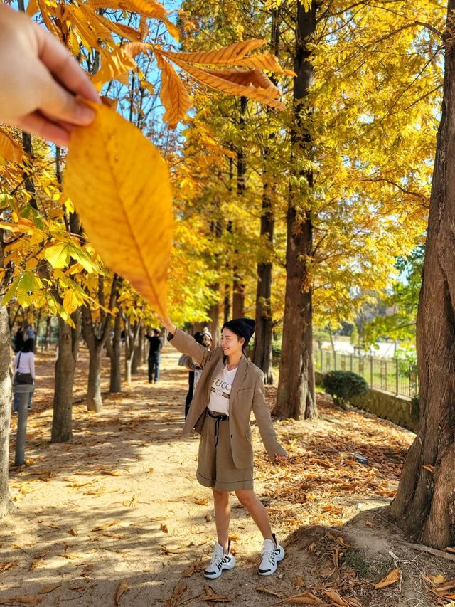 대왕단풍샷 찍고 가을 만끽하기🍁🍂