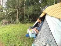 ⛺️นอนเต๊นท์ดูน้องกวาง🦌ที่ เขาใหญ่