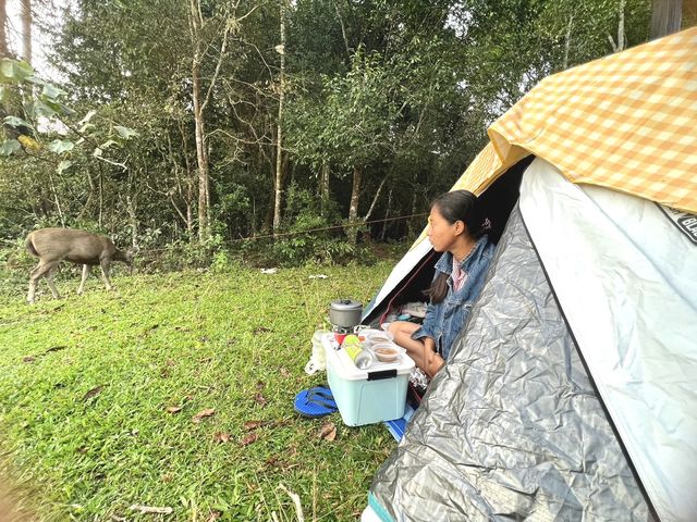 ⛺️นอนเต๊นท์ดูน้องกวาง🦌ที่ เขาใหญ่