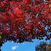 autumn vibes at Shuzenji Temple