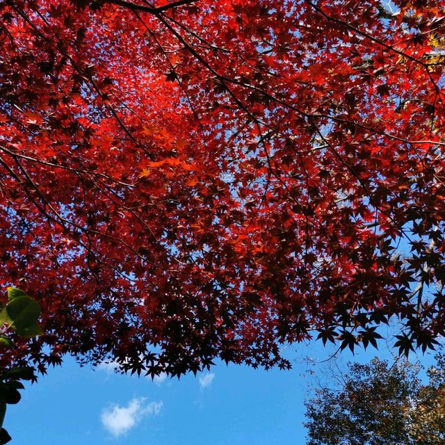 autumn vibes at Shuzenji Temple