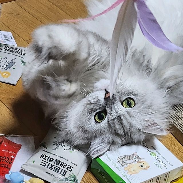 고양이집사라면 꼭 가야할 서울 캣쇼 다녀왔습니다😻