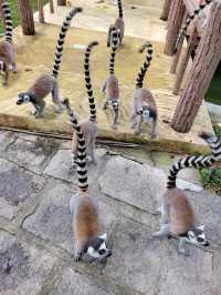 深圳動物園一天遊