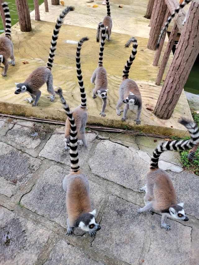 深圳動物園一天遊
