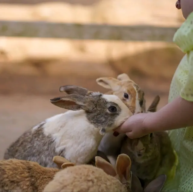 Hopping Haven: Rabbit Feeding Joy at Nokonoshima