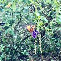Entopia - Penang Island, Malaysia