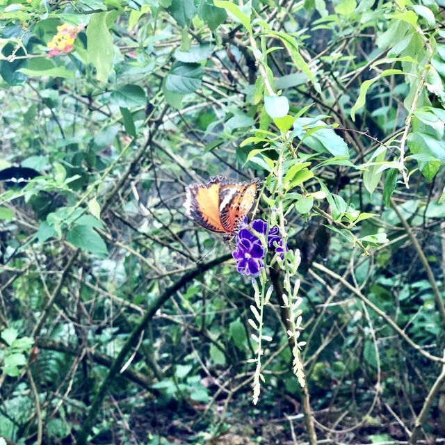 Entopia - Penang Island, Malaysia