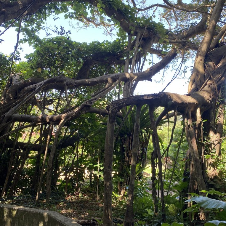 奄美一の巨大「前肥田のガジュマルの木」で幸運祈願！まるでジャングル