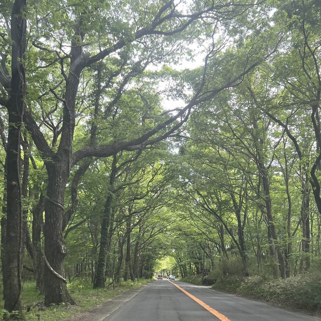 【栃木】那須高原で遊ぶなら南ヶ丘牧場