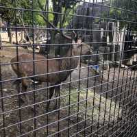 【北海道・旭川】動物の自然な様子が観察できる🐆🐐🦍
