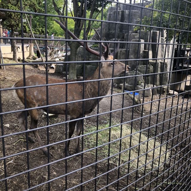【北海道・旭川】動物の自然な様子が観察できる🐆🐐🦍