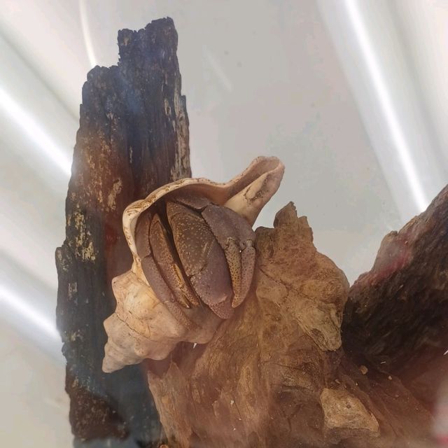 螃蟹教我們如何有殼的，硬起打横走！！！