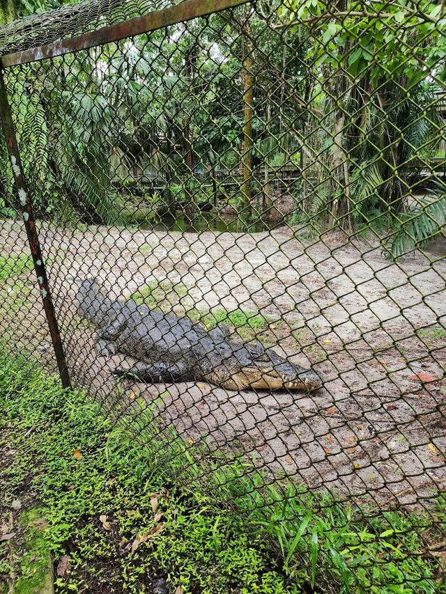 Taiping Zoo and Night Safari ✨