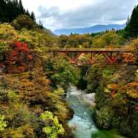 Autumn foliage sightings 