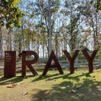 RAYY คาเฟ่กลางสวนป่า มวกเหล็ก สระบุรี