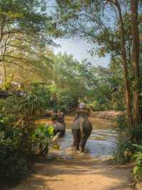 파타야 핫플 코끼리가 살고있는 몽창카페 🐘