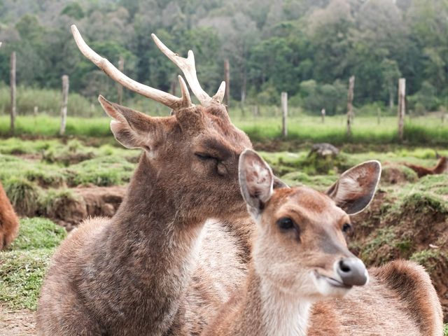 A visit to Bandung’s Serene Deer Park