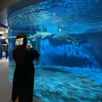 【東京】雨の日デートにオススメ！トンネル水槽が魅力的な水族館🦭✨