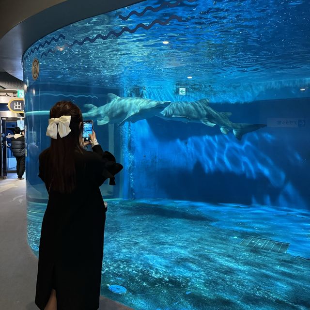 【東京】雨の日デートにオススメ！トンネル水槽が魅力的な水族館🦭✨