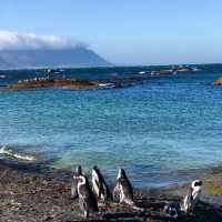 เสิร์ฟความน่ารักของ African Penguins 🐧🤗