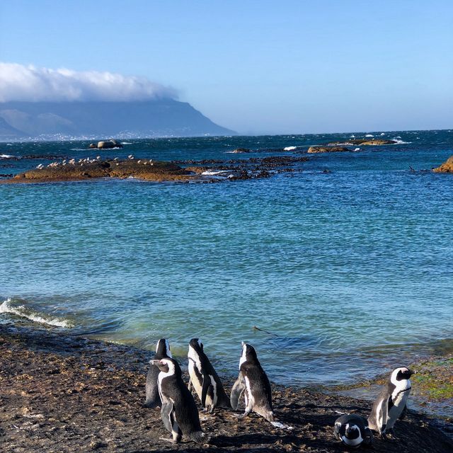 เสิร์ฟความน่ารักของ African Penguins 🐧🤗