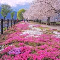 Cherry Blossom in Japan