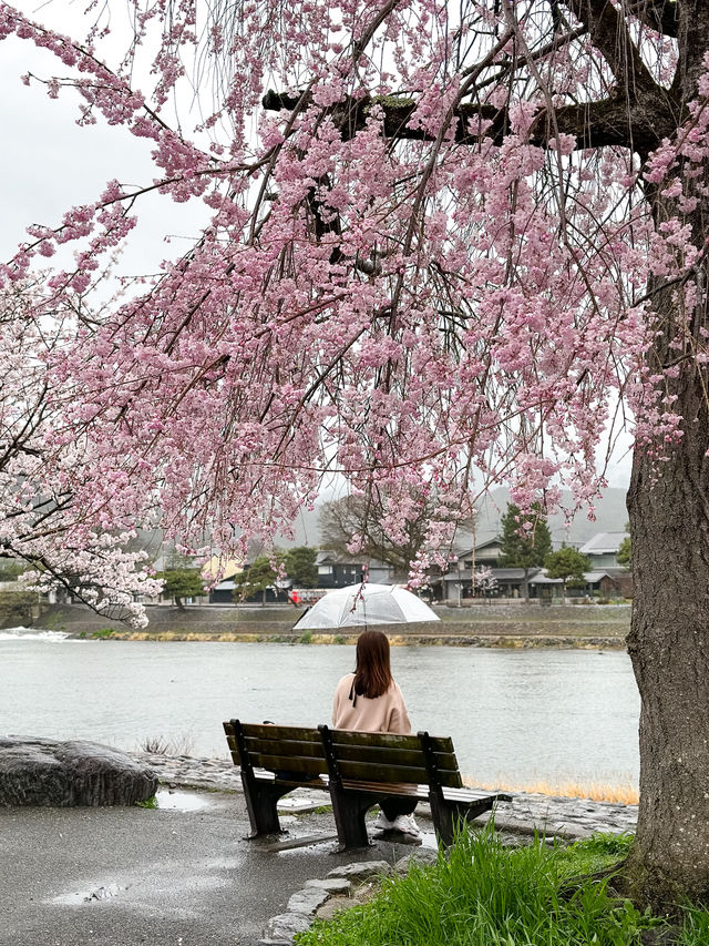 6 Places to Catch Cherry Blossom in Kyoto!