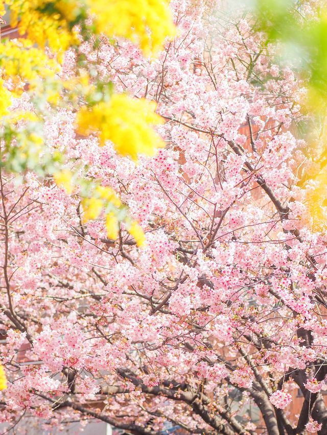 【蔵前神社】ミモザも一緒に楽しめる桜おすすめスポット