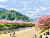 🇯🇵靜岡｜伊豆河津櫻🌸2月關東賞櫻首選