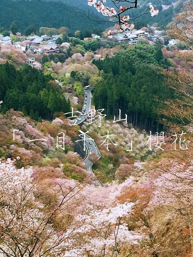 真的被吉野山的一目千本🌸櫻花驚豔到！